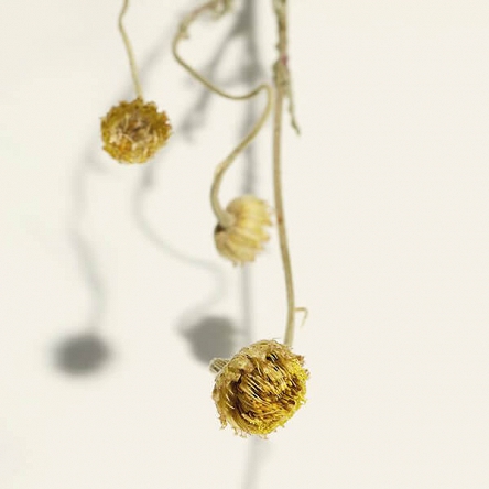 Szampon Kemon Liding Color VC niwelujący żółte odcienie do włosów farbowanych z ekstraktem z kwiatu lilii 250ml Szampony do włosów Kemon 8020936073413